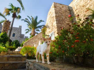 Marmaris Cats